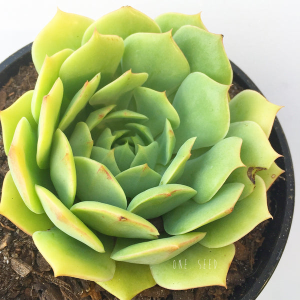 Plant - Echeveria Sp