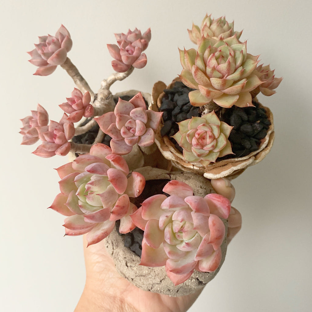 Beautiful Blooms in Handmade Footed Pots