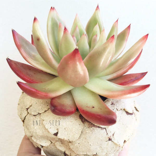 Collector's Succulent Plant Stoneware Pot - Soul Made Boutique