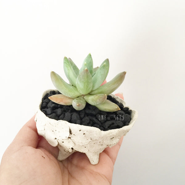 Collector's Succulent Plant Stoneware Pot