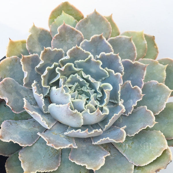 Plant - Echeveria Shaviana