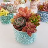 Assorted Succulent Garden Owl Pot