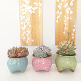 Collector's Succulent Plant Speckled Footed Pot