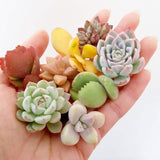 Assorted Succulent Cuttings (Miniatures)