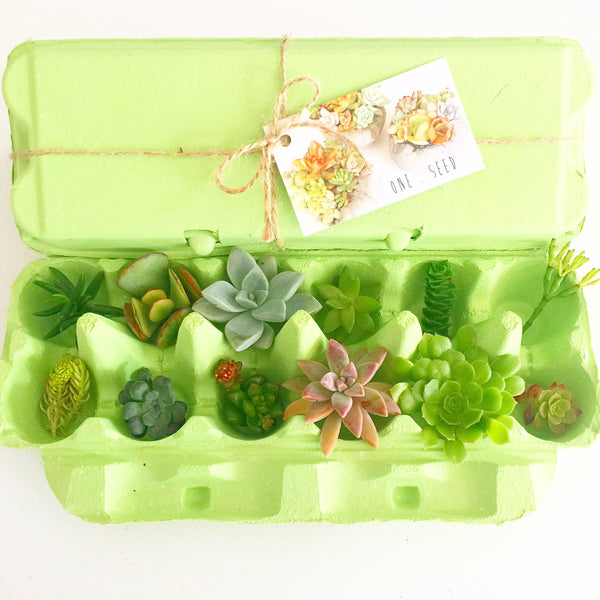 Little Green Box (September)