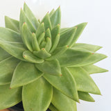 Plant - Echeveria Agavoides var Corderoyi