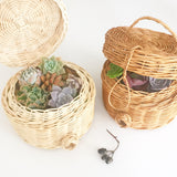 Assorted Succulent Cuttings (Regular) Gift Basket - Soul Made Boutique