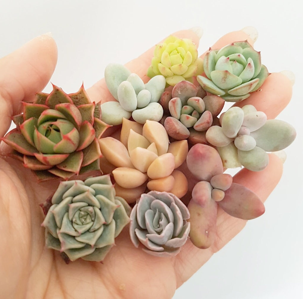 Assorted Succulent Cuttings (Miniatures)