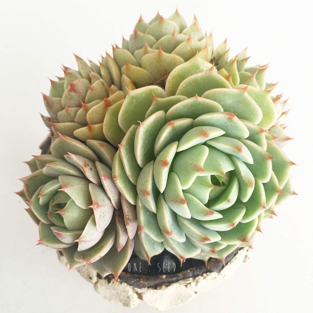 Plant - Echeveria Ben Badis