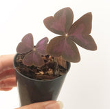 Plant - Oxalis Triangularis (Purple Shamrock)