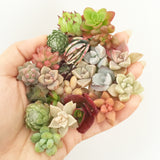Assorted Succulent Cuttings (Miniatures) Gift Box - Soul Made Boutique