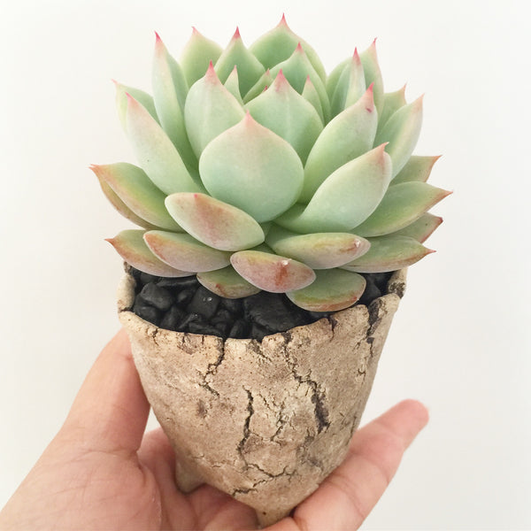 Collector's Succulent Plant Stoneware Pot