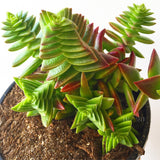 Plant - Crassula Capitella Thyrsiflora (Red Pagoda)