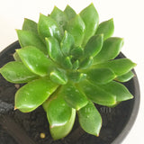 Plant - Echeveria Emerald Ripple