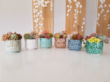 Assorted Succulent Garden Owl Pot