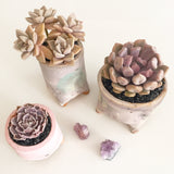 Collector's Succulent Plant Handmade Watercolour Pot