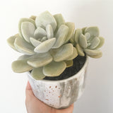 Collector's Succulent Plant Marble Speckled Pot