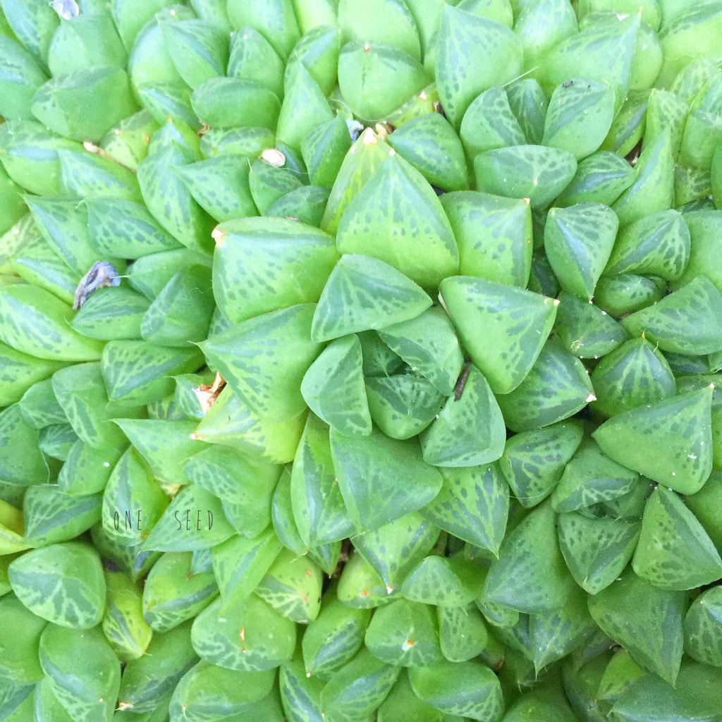 Plant - Haworthia Sp