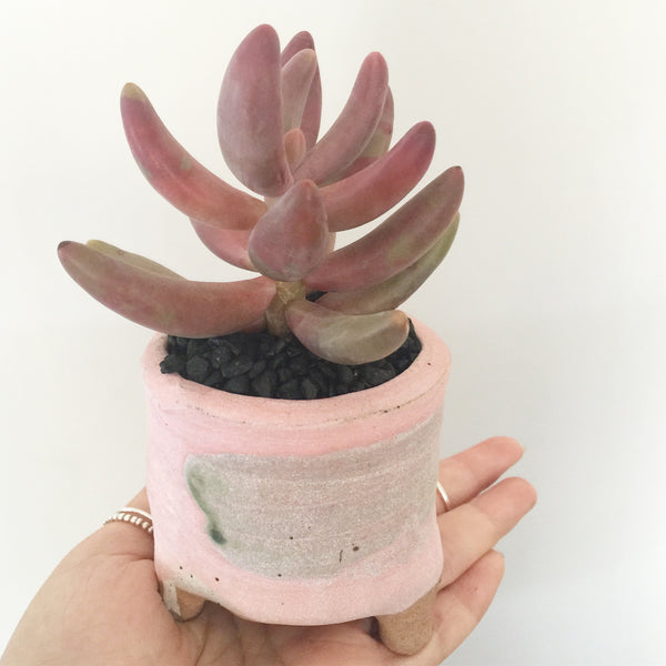 Collector's Succulent Plant Handmade Watercolour Pot