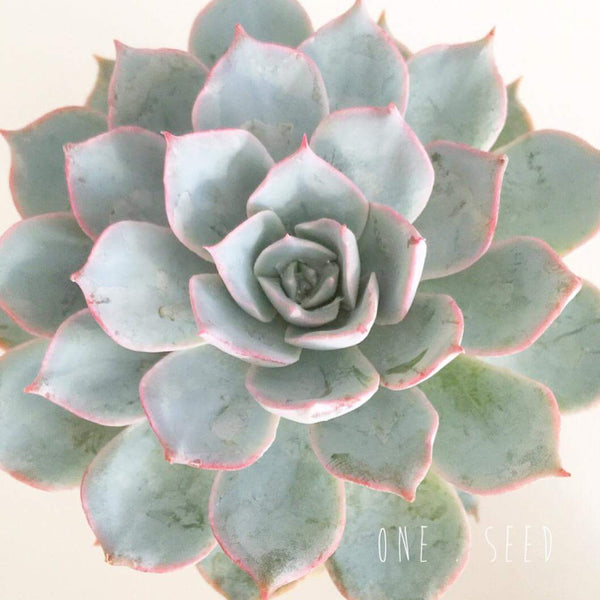 Plant - Echeveria Morning Light