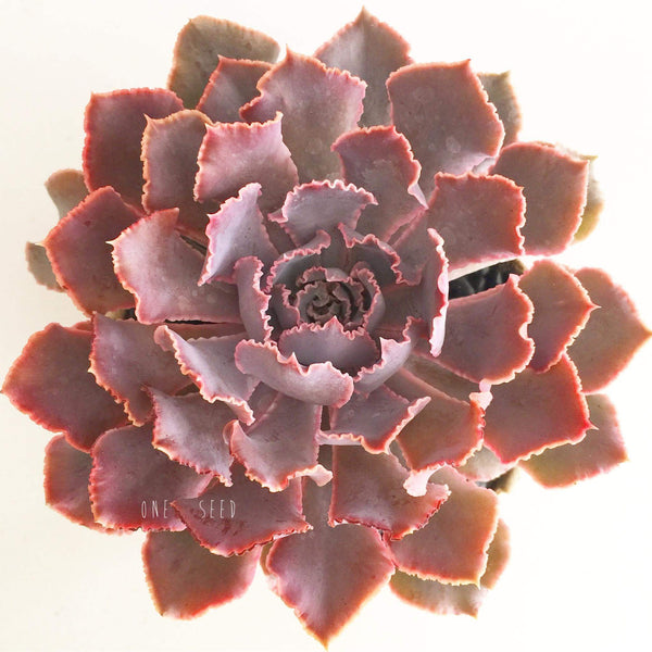 Plant - Echeveria Pink Frills