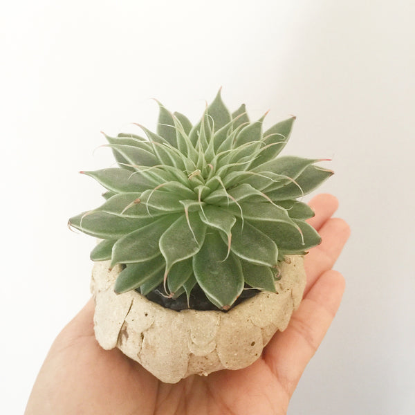 Collector's Succulent Plant Stoneware Pot