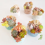 Assorted Succulent Garden Owl Pot