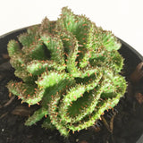 Plant - Euphorbia Cristata