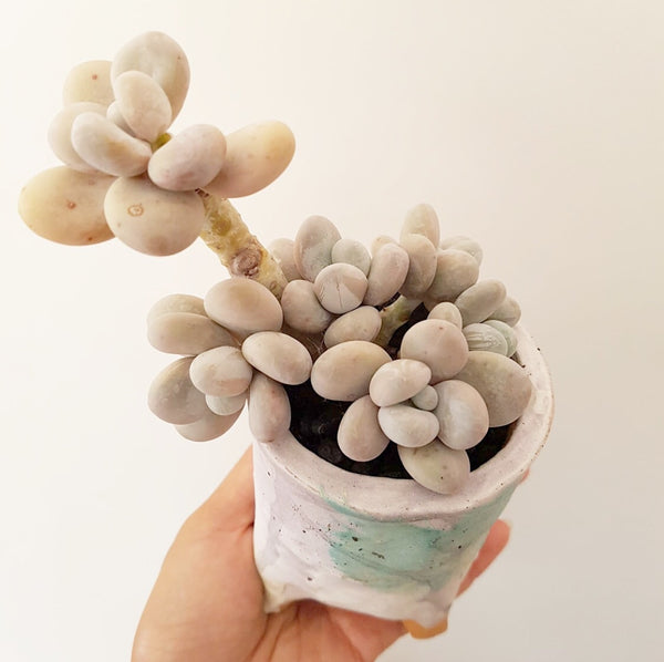 Collector's Succulent Plant Handmade Watercolour Pot - Pachyphytum Amethystinum