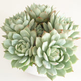 Collector's Succulent Plant Speckled Footed Pot