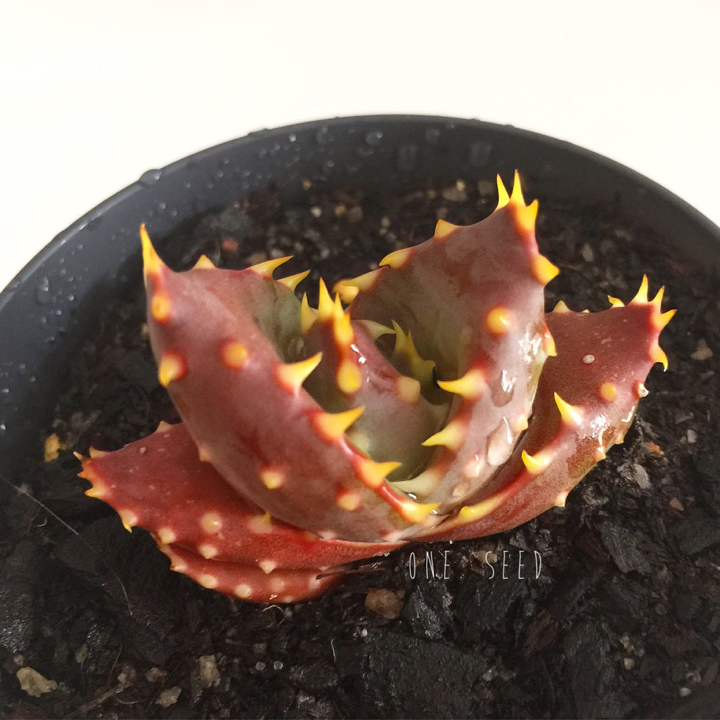 Plant - Unknown