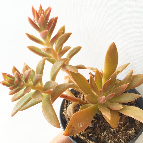 Plant - Echeveria Sugared