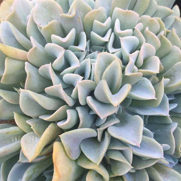 Plant - Echeveria Topsy Turvy