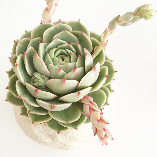 Collector's Succulent Plant Stoneware Pot - Soul Made Boutique