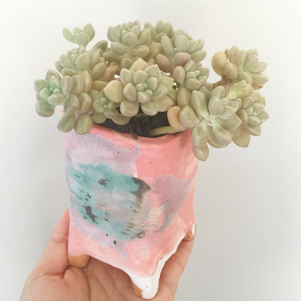 Collector's Succulent Plant Handmade Watercolour Pot