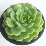 Plant - Echeveria Dondo