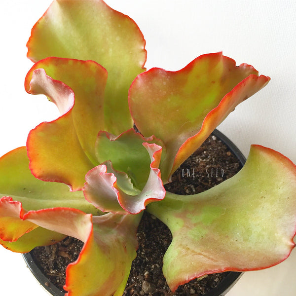 Plant - Echeveria Sp