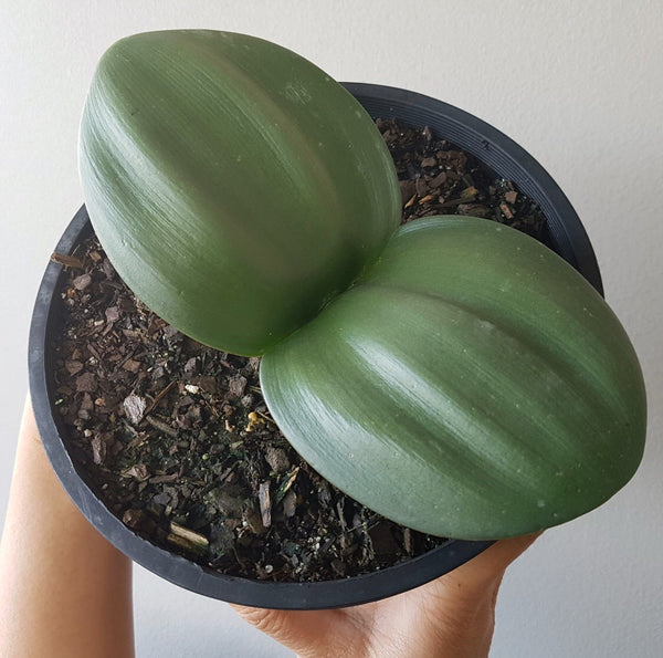 Plant - Elephant Ears