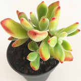 Plant - Echeveria Pulvinata Ruby