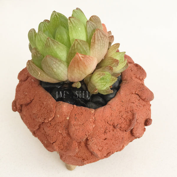 Collector's Succulent Plant Stoneware Pot - Soul Made Boutique