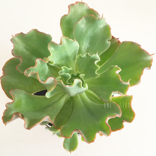 Plant - Echeveria Sp