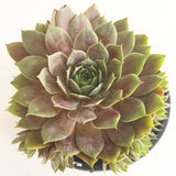 Plant - Sempervivum Purple Haze