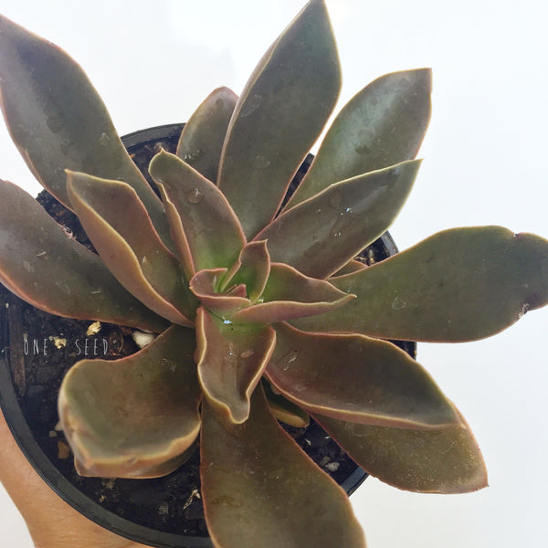 Plant - Echeveria Racemosa Var Lurida