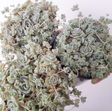 Plant - Chinese Dunce Cap (Orostachys Iwarenge)