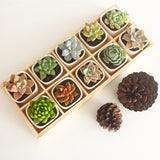 Assorted Succulent Cuttings (Rosette) Wooden Crate Square Pots - Soul Made Boutique