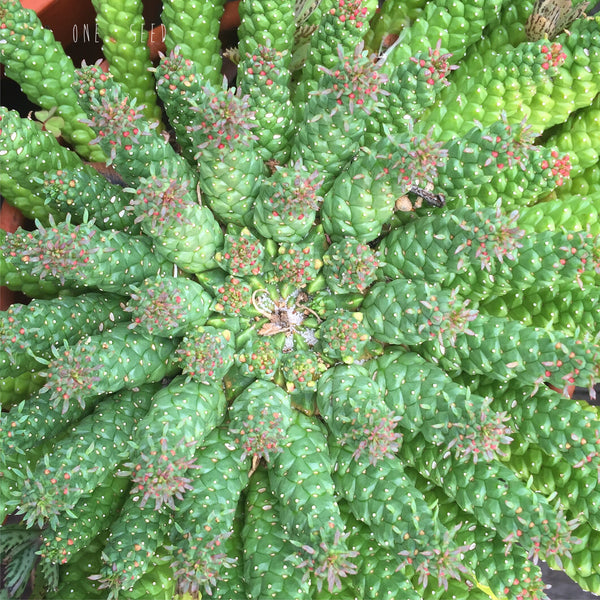 Plant - Euphorbia Pugniformis