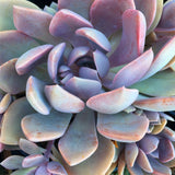 Plant - Graptoveria Debbie