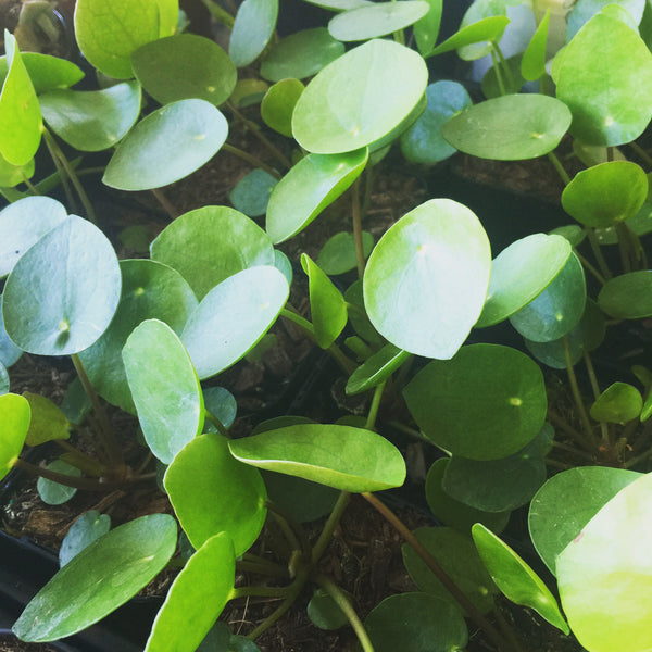 Plant - Pilea Pepermioides (Chinese Money Plant)
