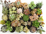 Assorted Succulent Plants - Soul Made Boutique
