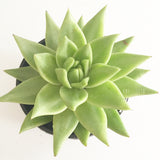 Plant - Echeveria Agavoides var Corderoyi